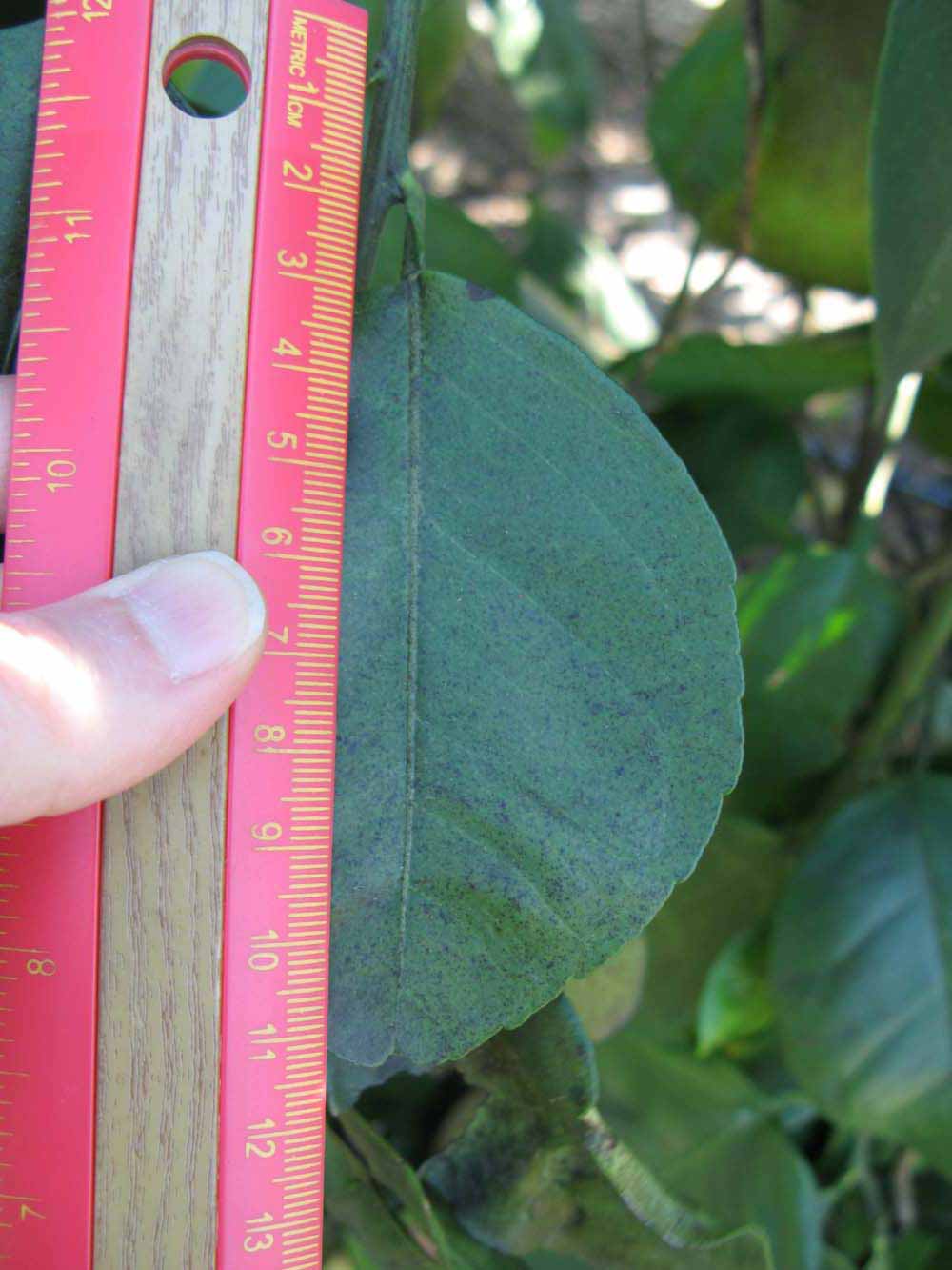              Unifoliolate leaf (Winter Haven, FL)       